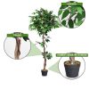 5.5 Feet Artificial Ficus Silk Tree with Wood Trunks - Ficus